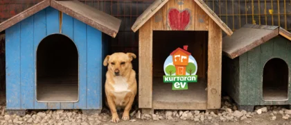 shop's cover image